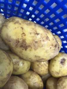 Jaycraft Potato Brush Peeler