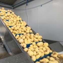 Potato peeling line