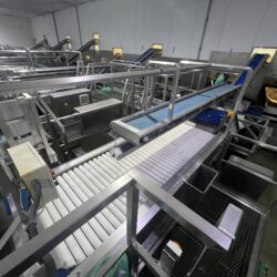 Continuous Potato Peeling Line